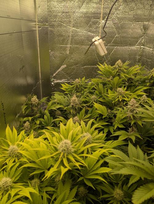 Biotabs/Autopot.- Triple Cheese. Week 12