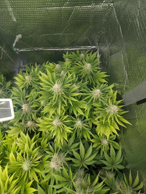 Biotabs/Autopot.- Triple Cheese. Week 12