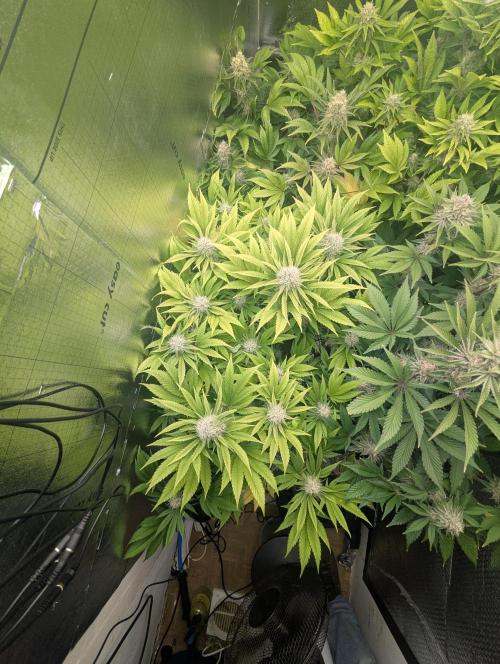 Biotabs/Autopot.- Triple Cheese. Week 12