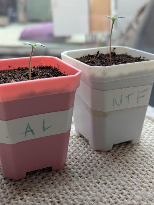 RQS~Astro lemonade. Week 1