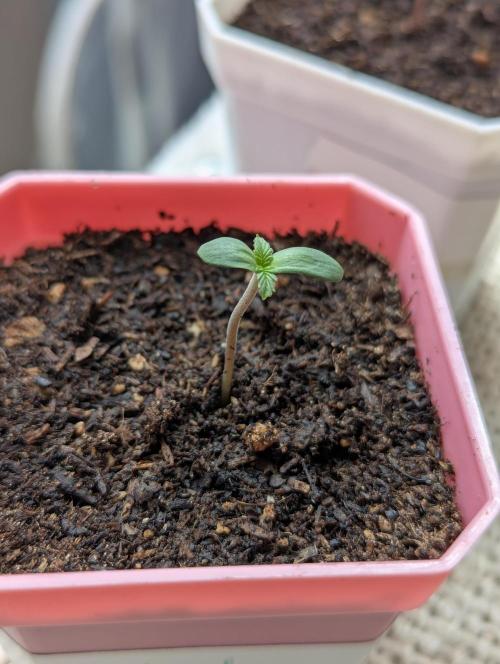 RQS~Astro lemonade. Week 1