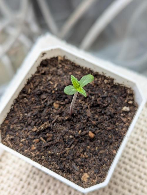 RQS ~ North ThunderFuck. Week 1