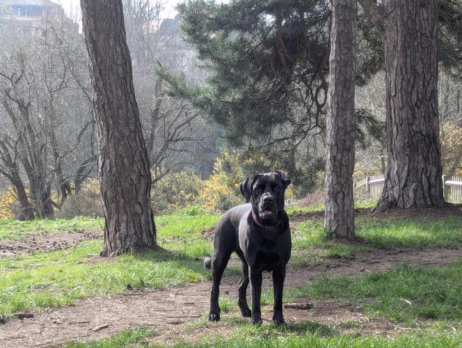 Interview with Biotabs. Week 0 - Poppy the Dog