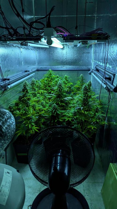 Interview with Biotabs. Week 0 - Solacure UVB