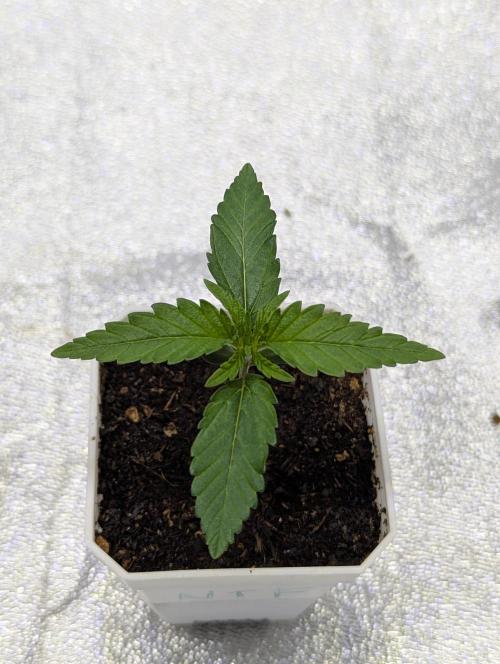 RQS ~ North ThunderFuck. Week 2
