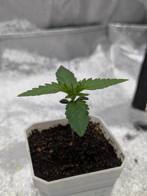 RQS ~ North ThunderFuck. Week 2