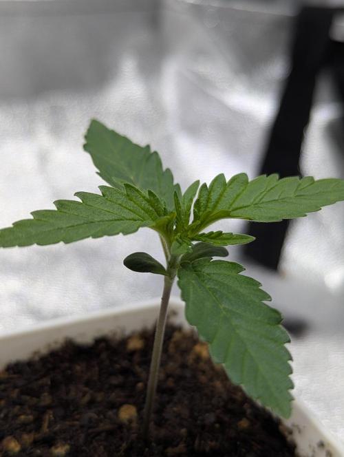 RQS ~ North ThunderFuck. Week 2