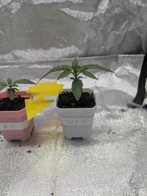RQS ~ North ThunderFuck. Week 2
