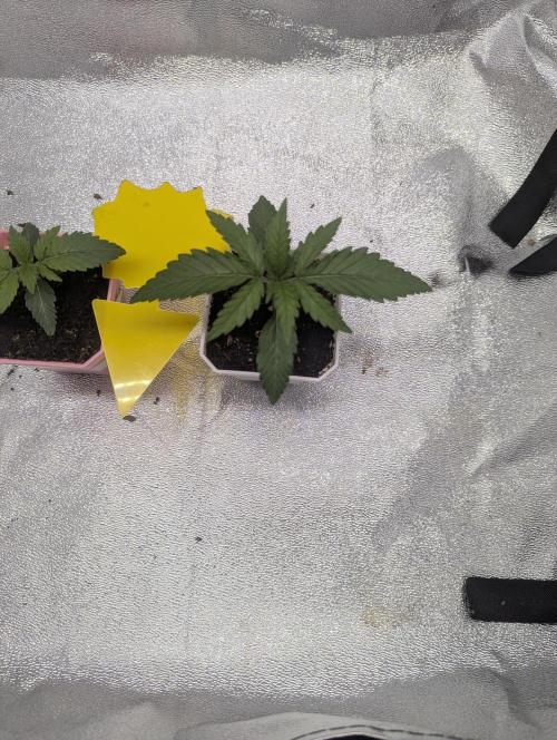 RQS ~ North ThunderFuck. Week 2
