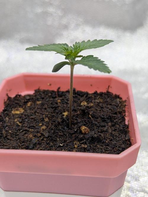 RQS~Astro lemonade. Week 2