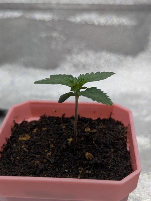 RQS~Astro lemonade. Week 2