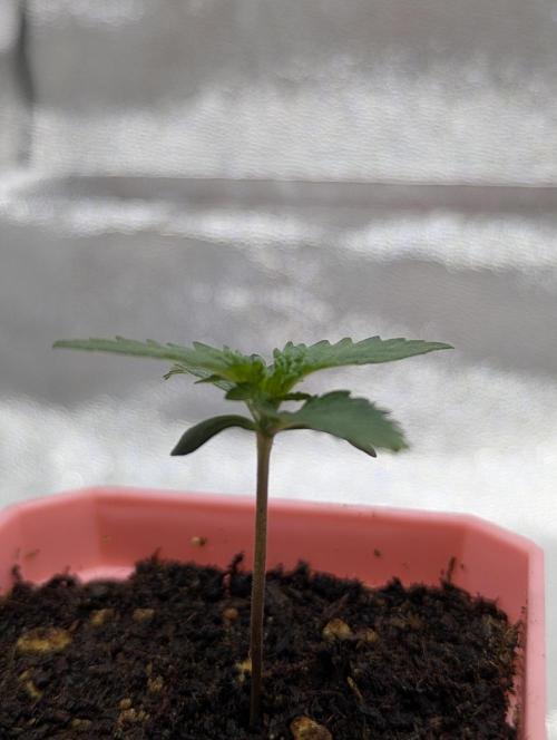 RQS~Astro lemonade. Week 2