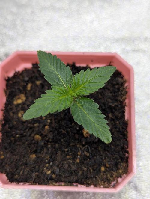 RQS~Astro lemonade. Week 2