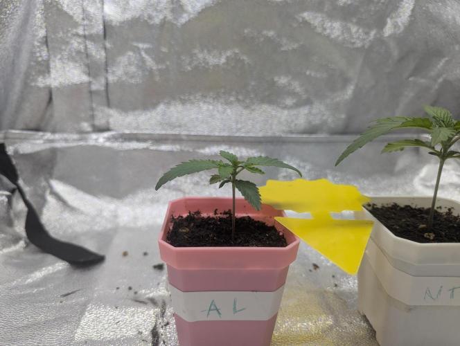 RQS~Astro lemonade. Week 2