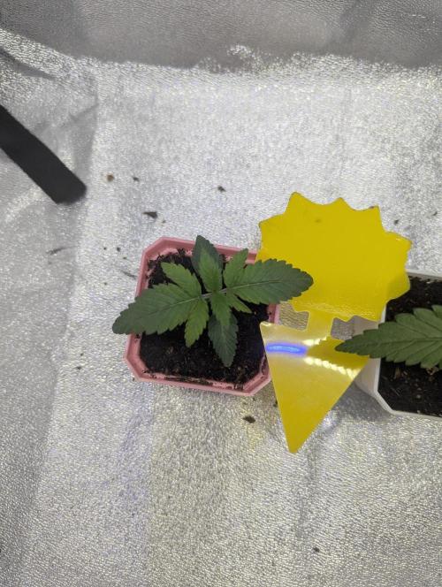 RQS~Astro lemonade. Week 2