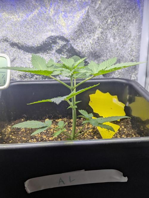 RQS~Astro lemonade. Week 4