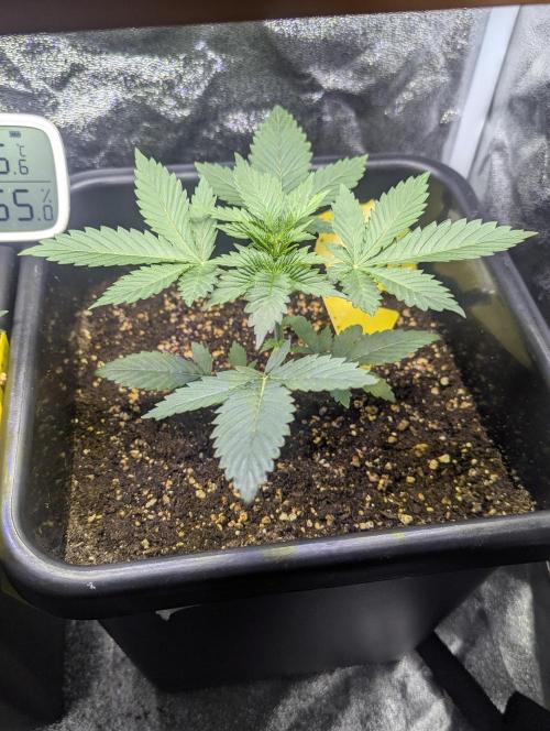 RQS~Astro lemonade. Week 4