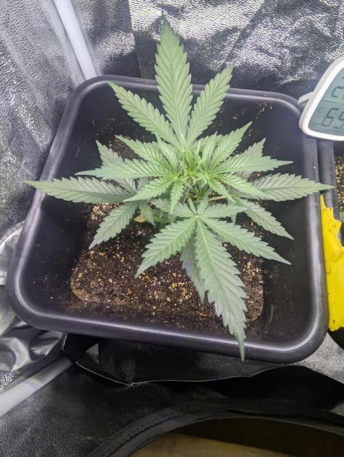 RQS~Astro lemonade. Week 4