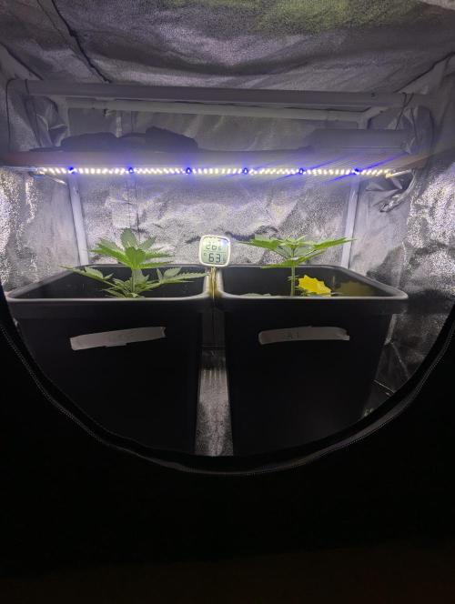 RQS~Astro lemonade. Week 4