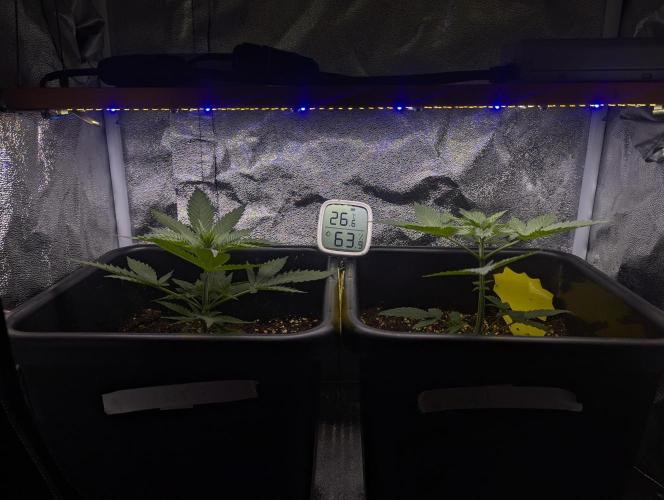 RQS~Astro lemonade. Week 4