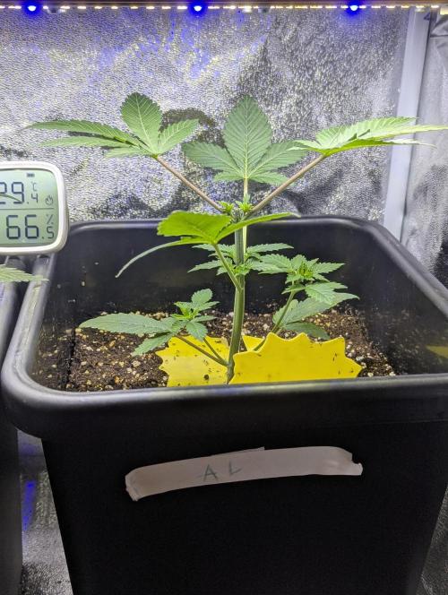 RQS~Astro lemonade. Week 4