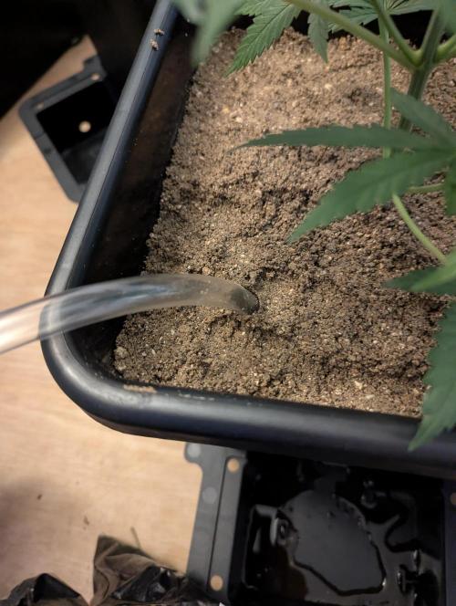 RQS~Astro lemonade. Week 4