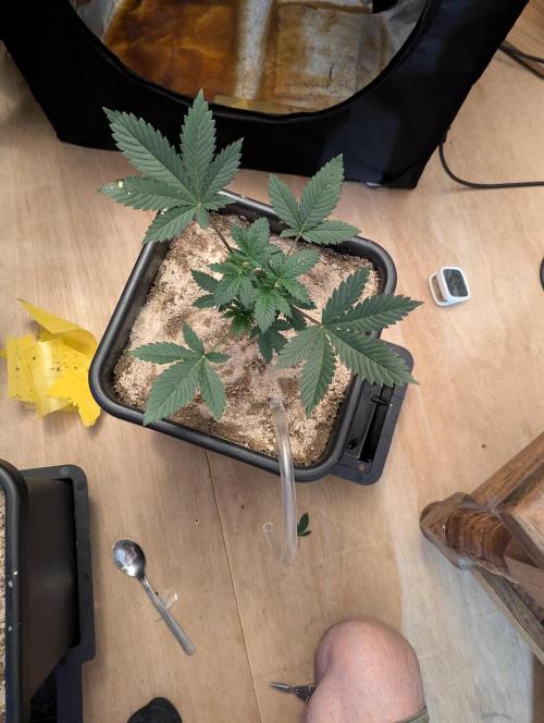 RQS~Astro lemonade. Week 4