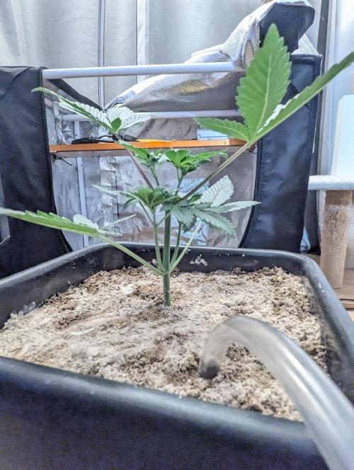 RQS~Astro lemonade. Week 4