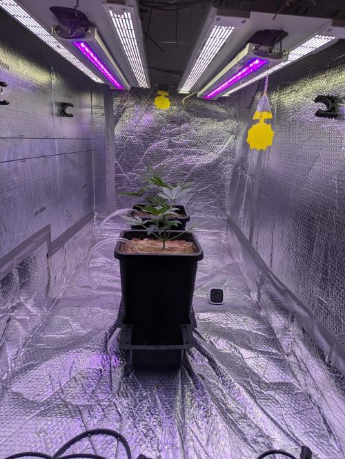RQS~Astro lemonade. Week 4