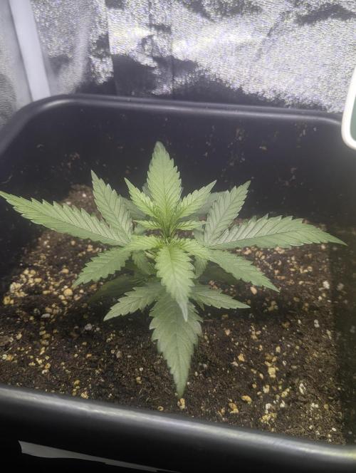 RQS ~ North ThunderFuck. Week 4