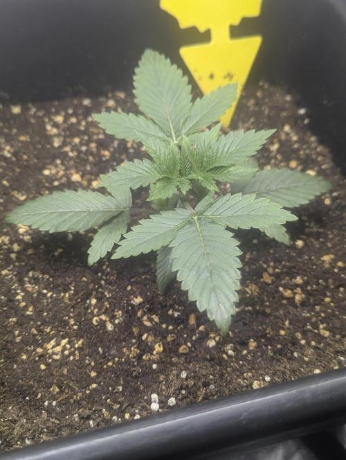 RQS ~ North ThunderFuck. Week 4