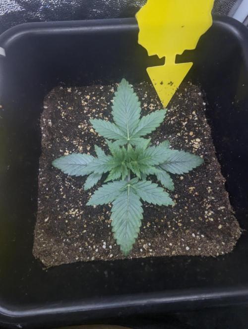 RQS ~ North ThunderFuck. Week 4