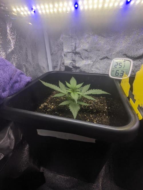 RQS ~ North ThunderFuck. Week 4