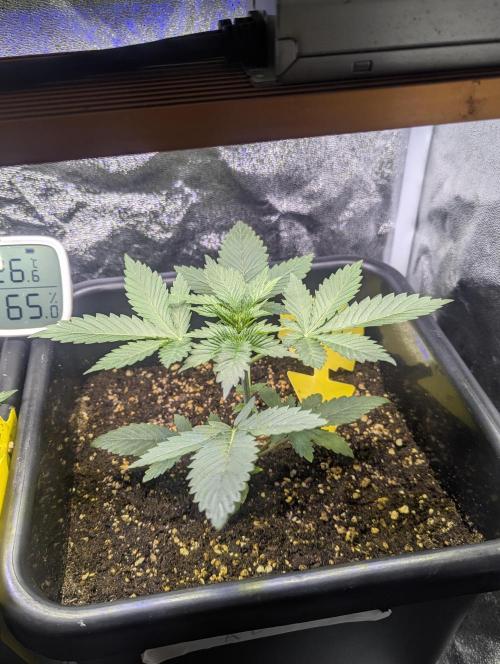 RQS ~ North ThunderFuck. Week 4