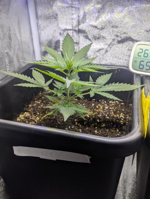 RQS ~ North ThunderFuck. Week 4