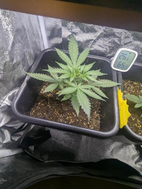 RQS ~ North ThunderFuck. Week 4