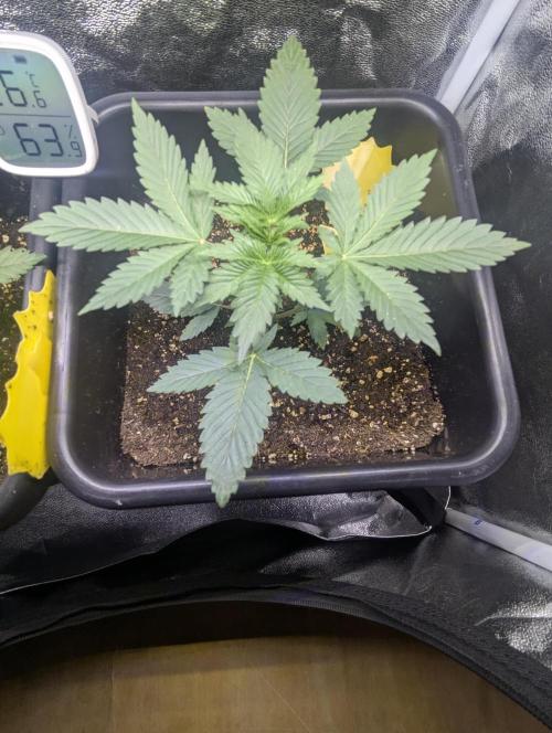 RQS ~ North ThunderFuck. Week 4
