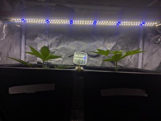 RQS ~ North ThunderFuck. Week 4
