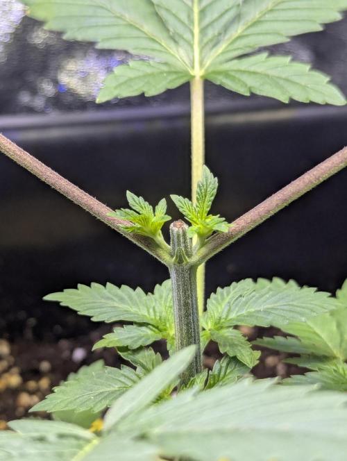 RQS ~ North ThunderFuck. Week 4
