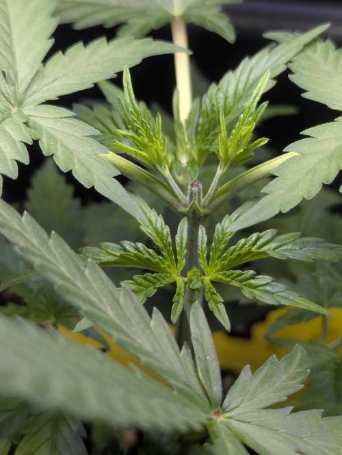 RQS ~ North ThunderFuck. Week 4