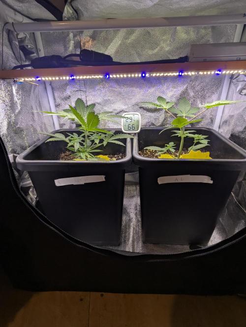 RQS ~ North ThunderFuck. Week 4