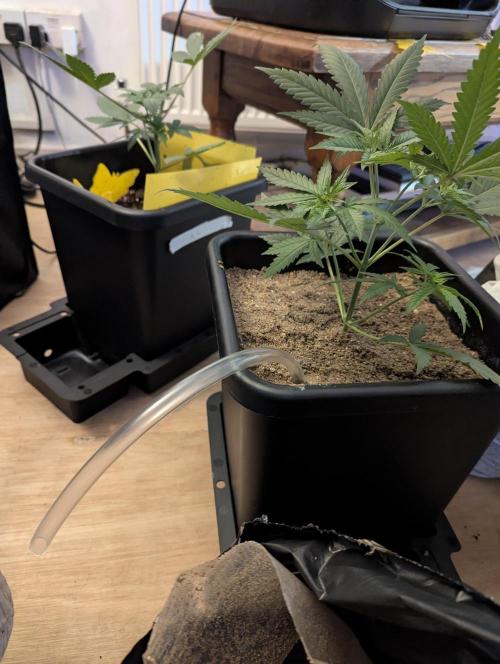 RQS ~ North ThunderFuck. Week 4