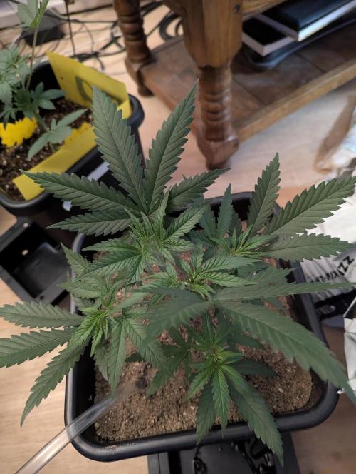 RQS ~ North ThunderFuck. Week 4