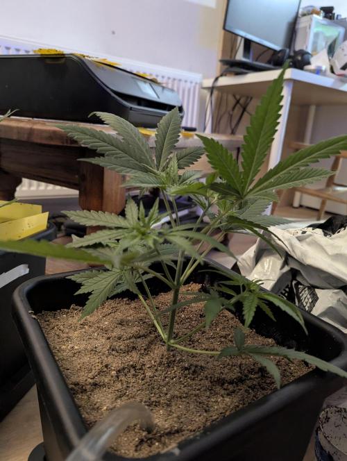 RQS ~ North ThunderFuck. Week 4