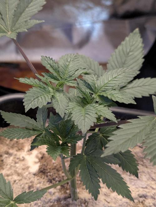 RQS ~ North ThunderFuck. Week 4