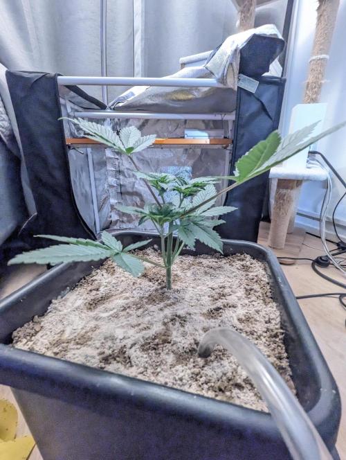 RQS ~ North ThunderFuck. Week 4