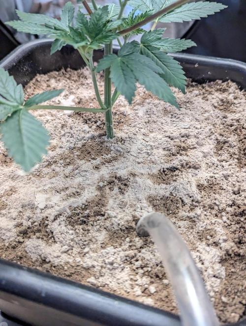 RQS ~ North ThunderFuck. Week 4