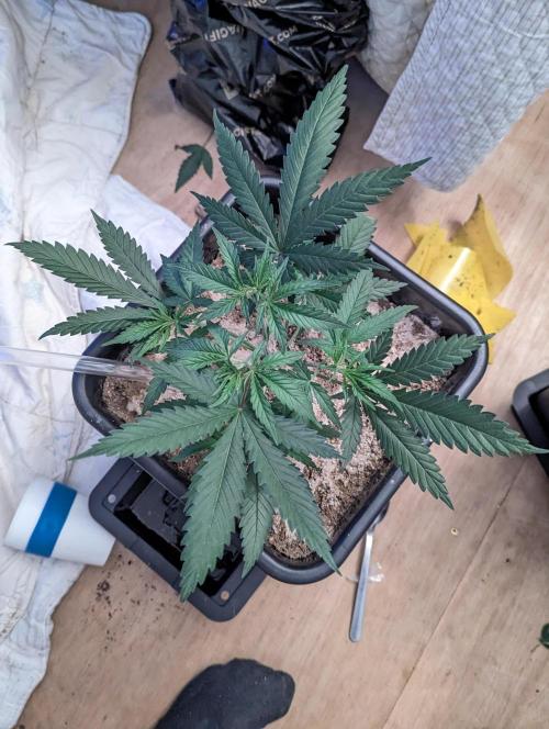 RQS ~ North ThunderFuck. Week 4