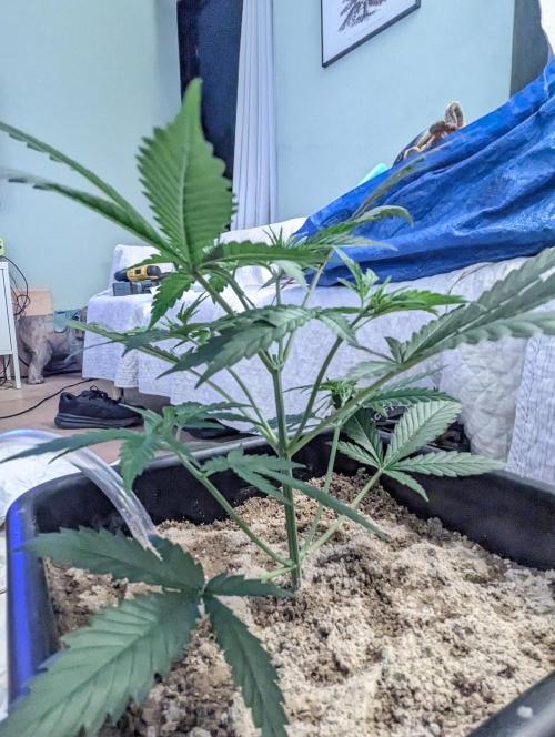 RQS ~ North ThunderFuck. Week 4