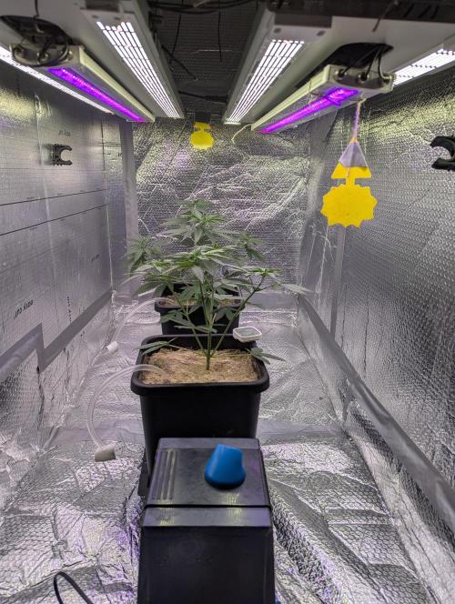 RQS ~ North ThunderFuck. Week 5